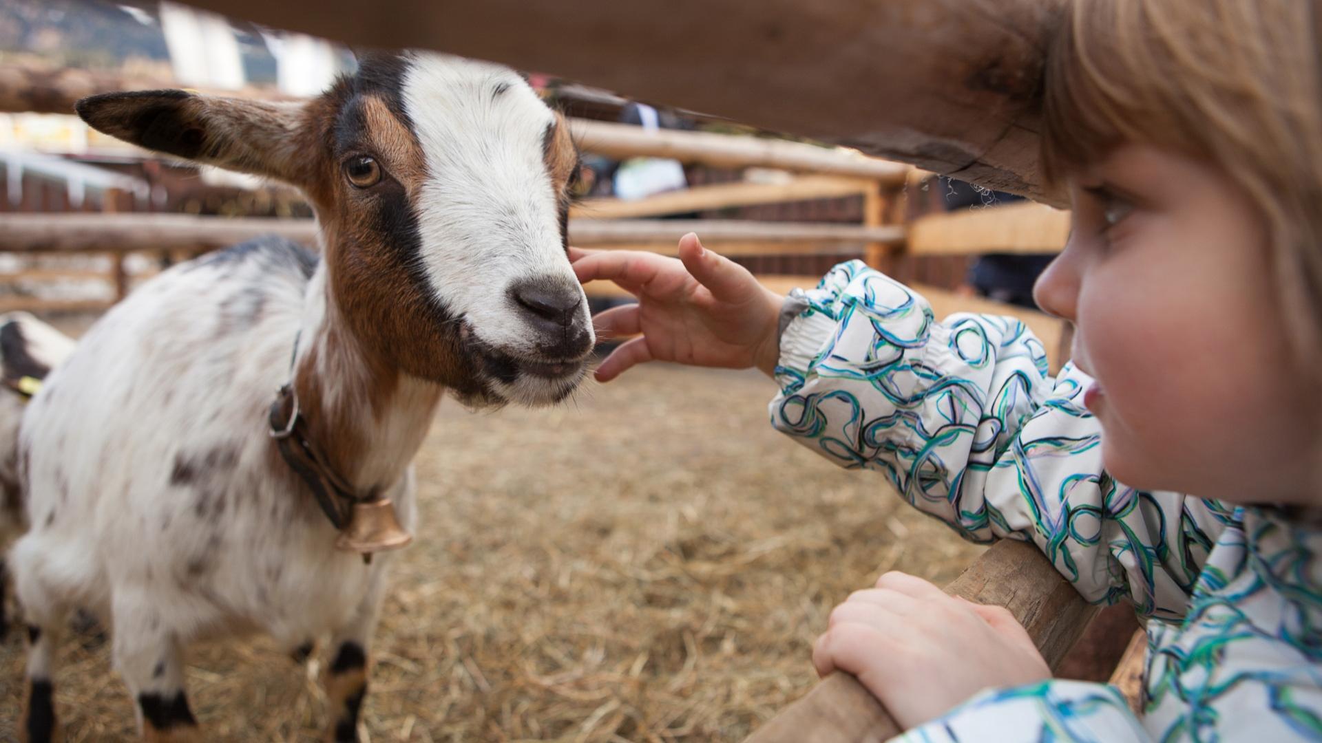 Bambino accarezza una capra attraverso una staccionata in un ambiente rurale.