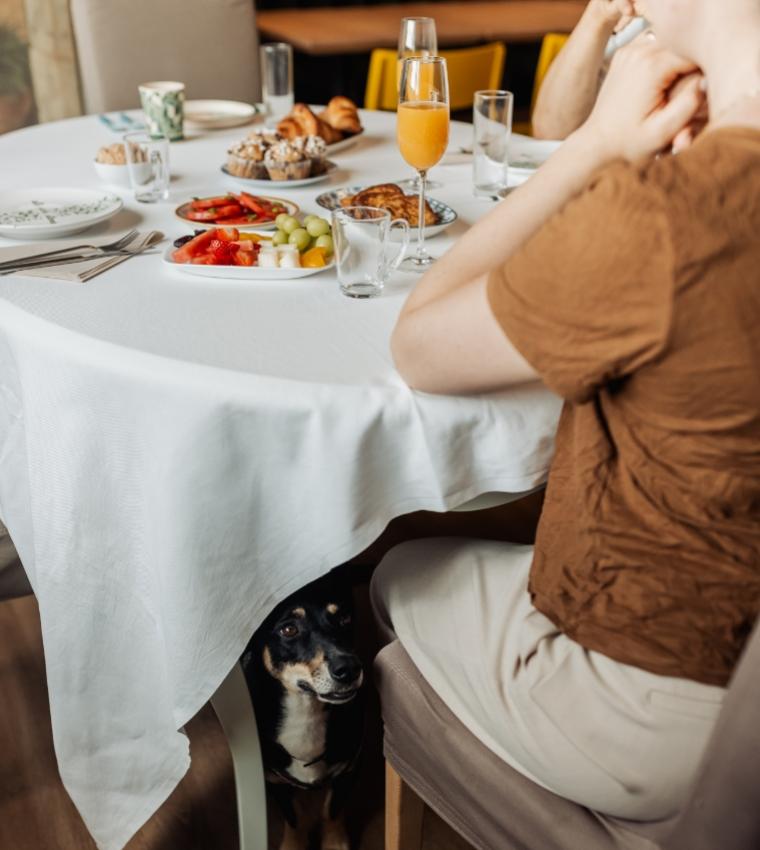 Colazione con frutta e dolci, un cane curioso sotto il tavolo.